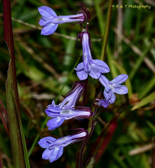 {Lobelia puberula}